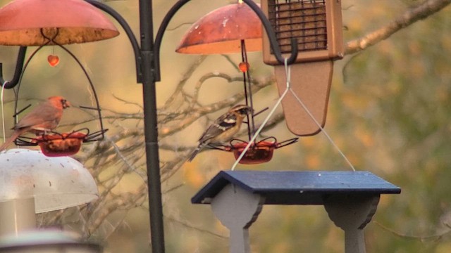 Black-headed Grosbeak - ML637861370
