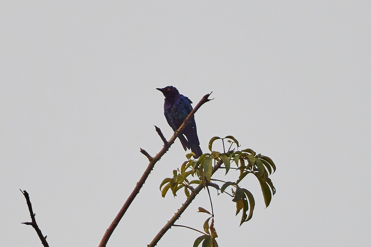 Copper-tailed Starling - ML637861393