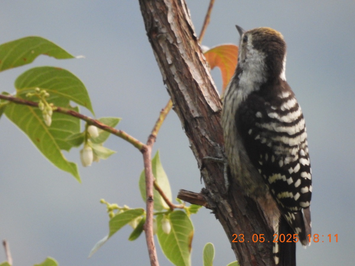 Brown-fronted Woodpecker - ML637861394