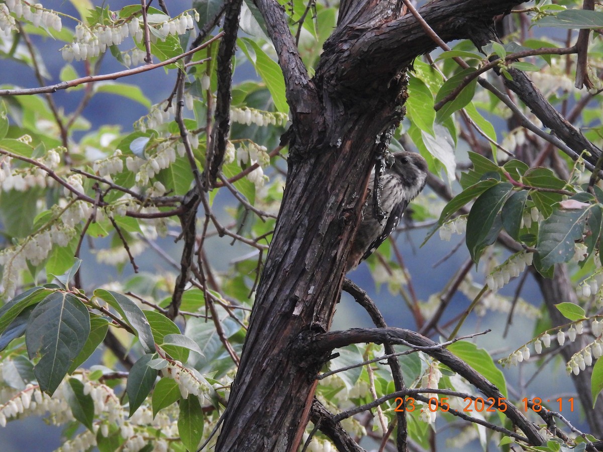 Brown-fronted Woodpecker - ML637861395