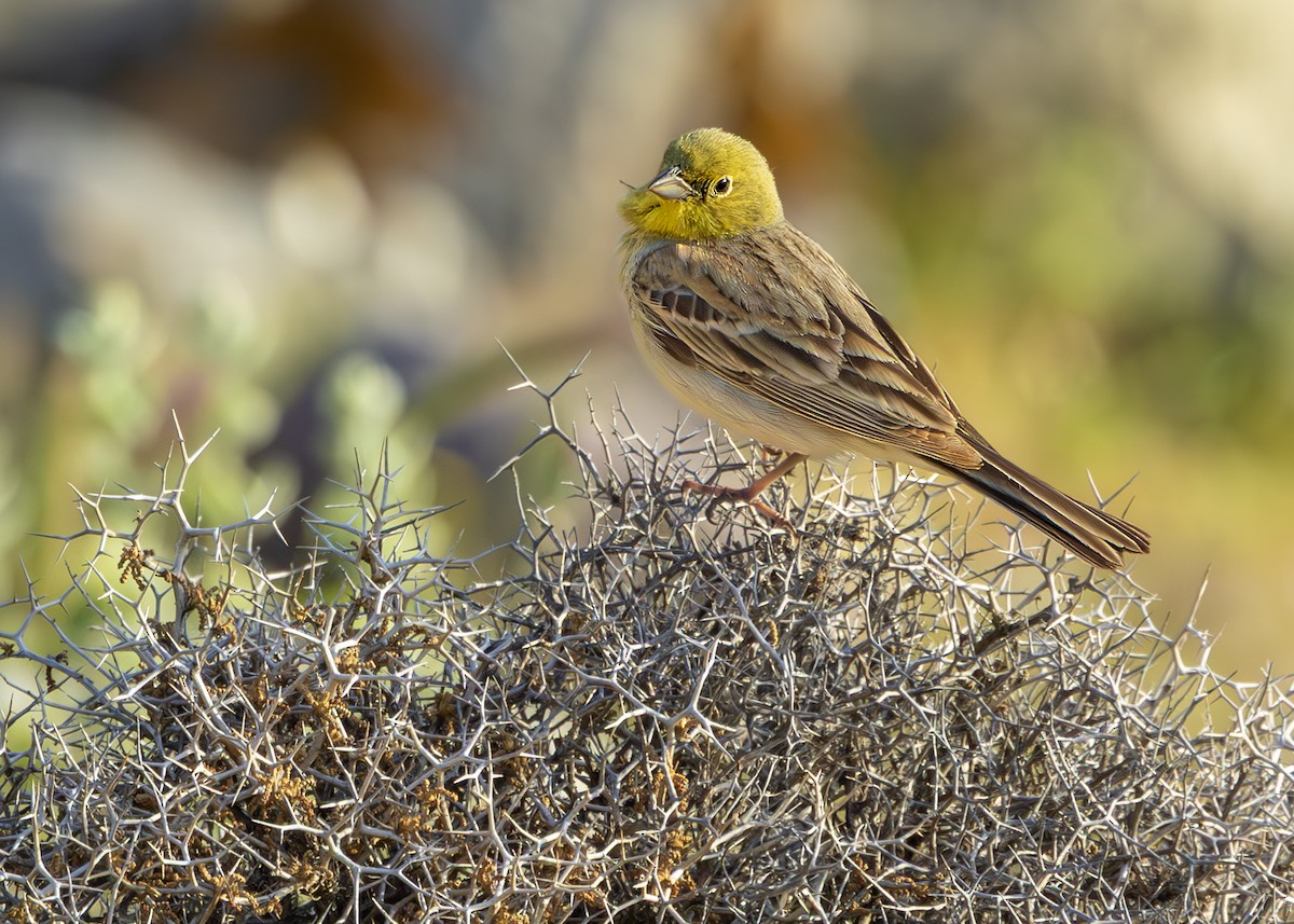 Cinereous Bunting (Gray-bellied) - ML637861403