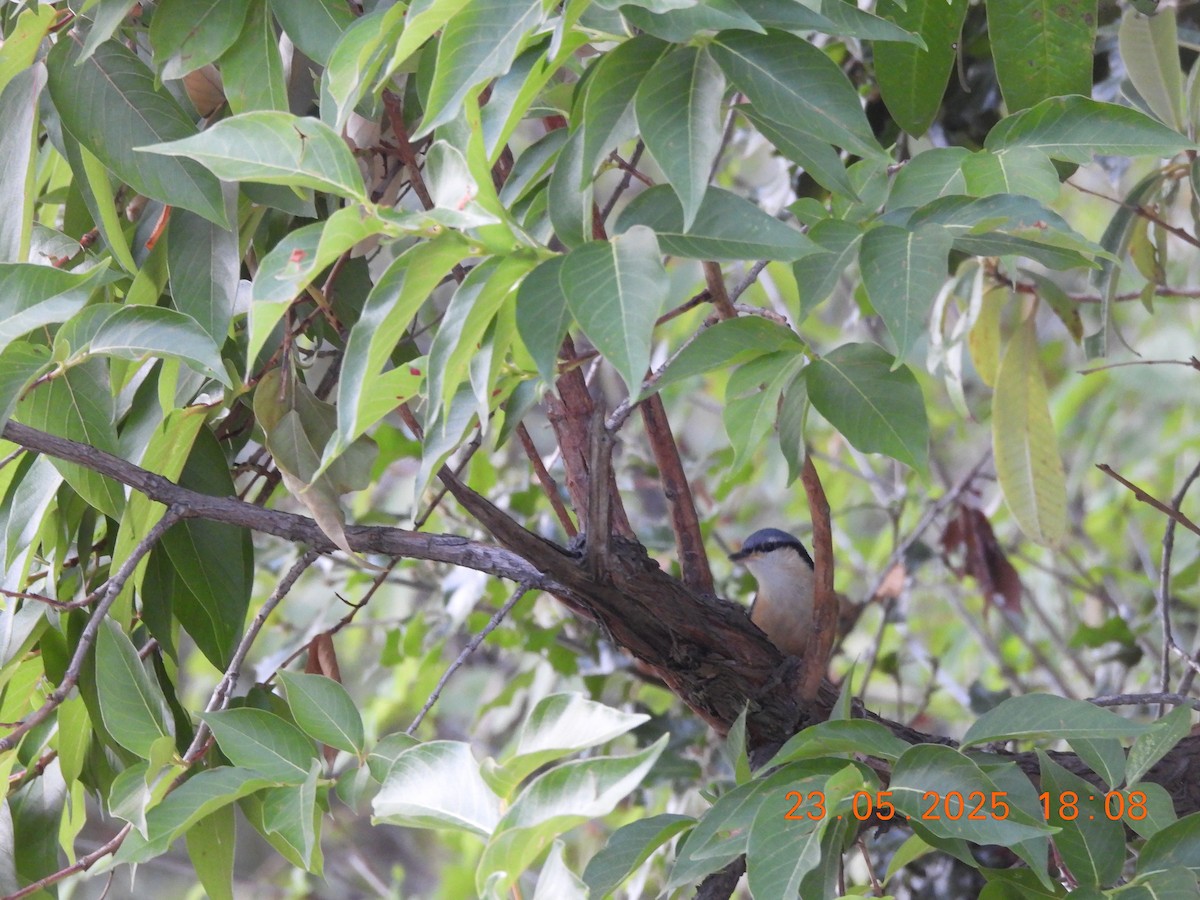 White-tailed Nuthatch - ML637861408