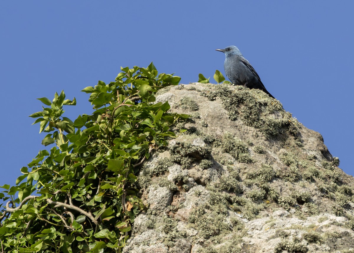 Blue Rock-Thrush - ML637861412