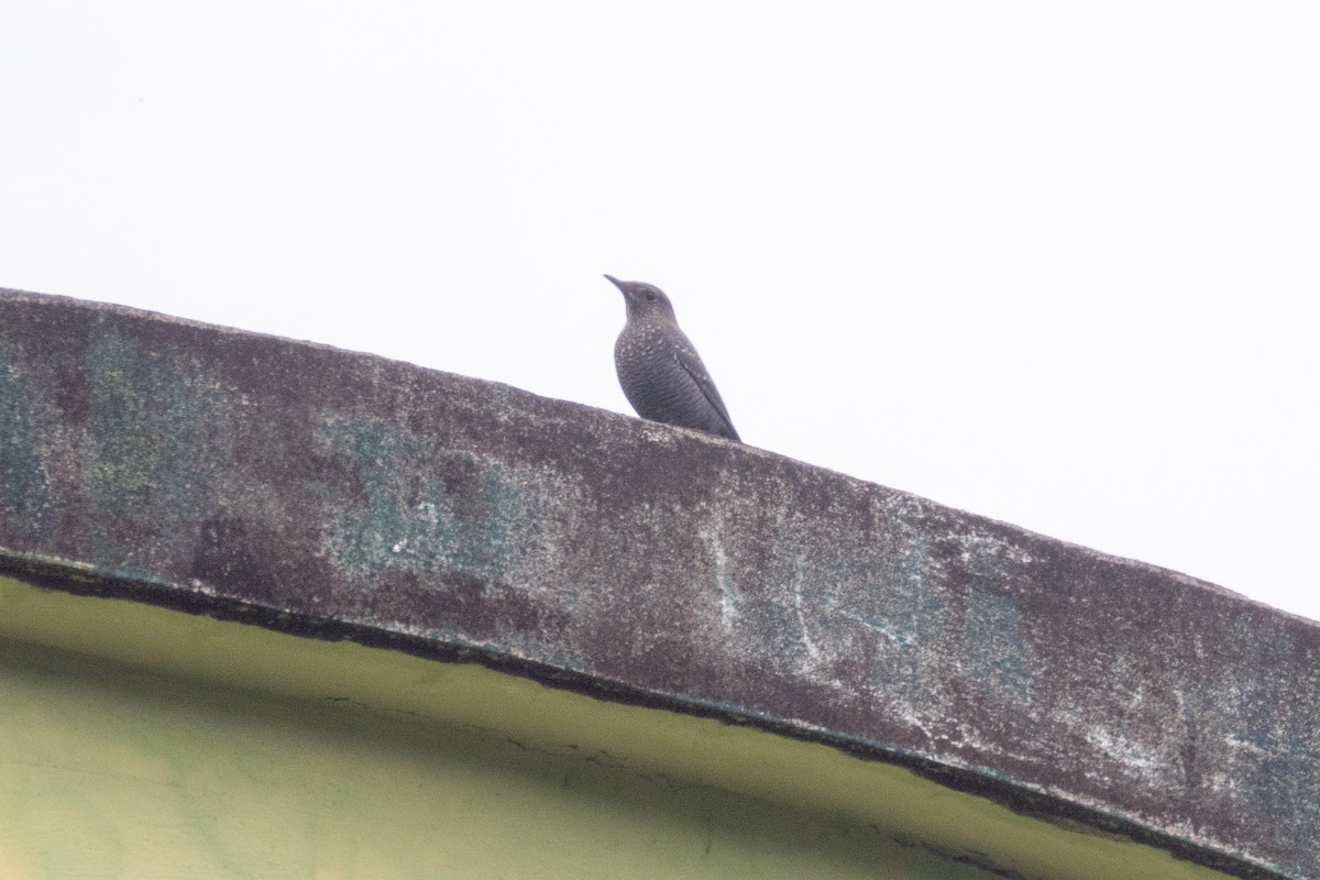 Blue Rock-Thrush - ML637861420