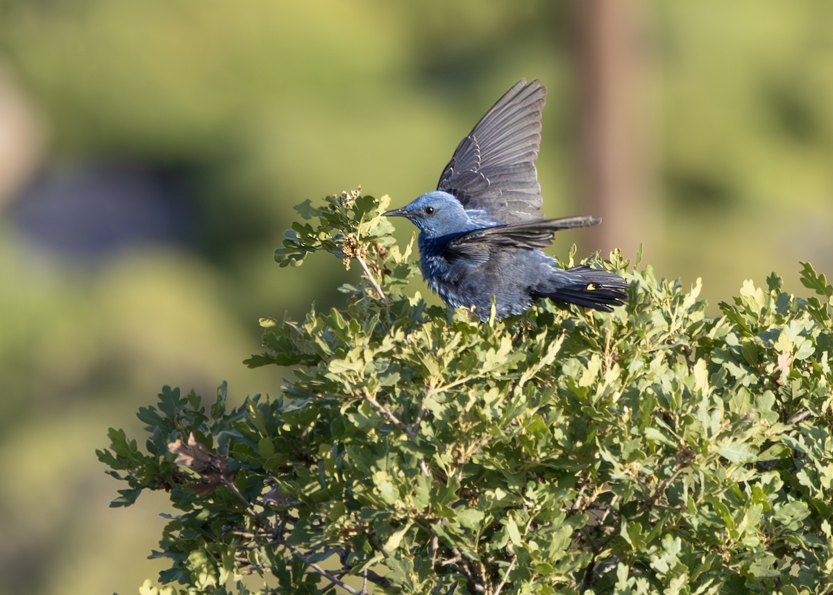 Blue Rock-Thrush - ML637861430