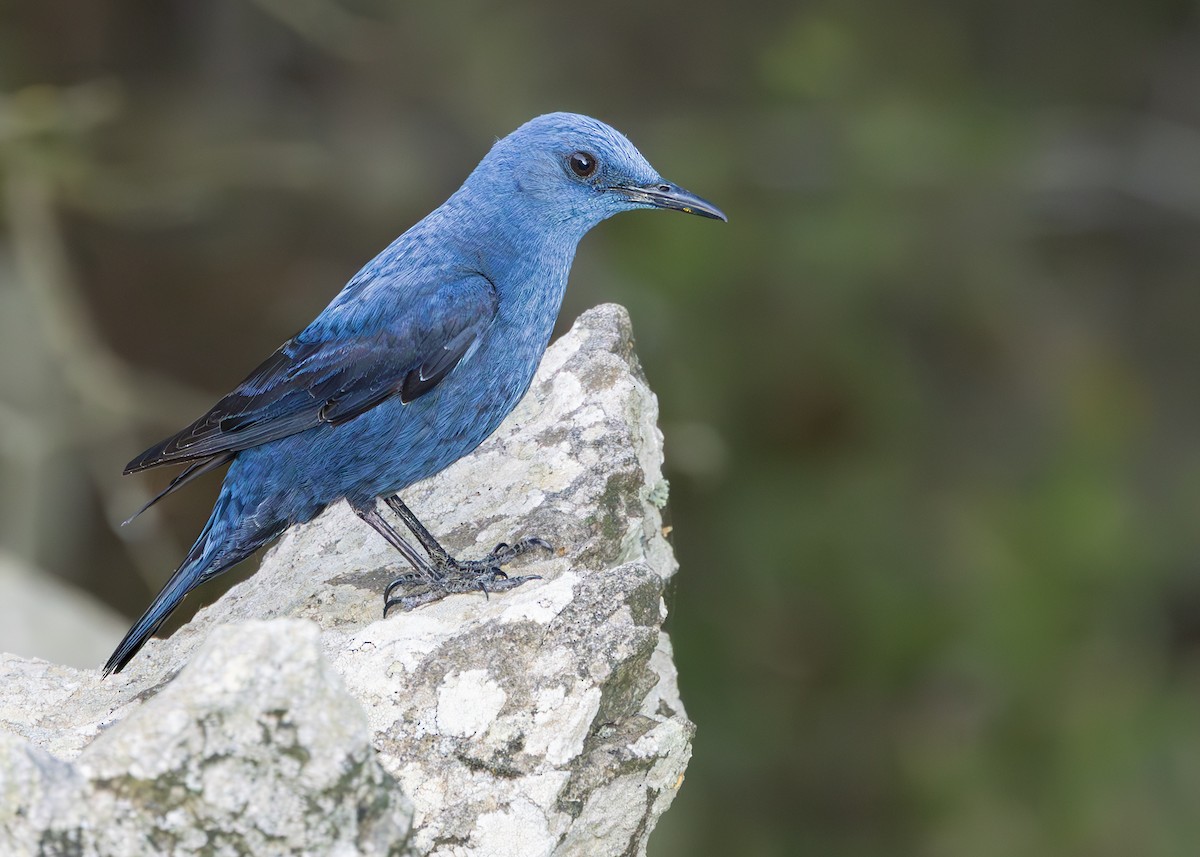 Blue Rock-Thrush - ML637861433