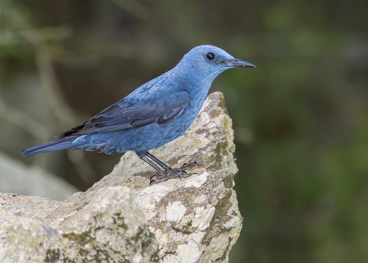 Blue Rock-Thrush - ML637861434