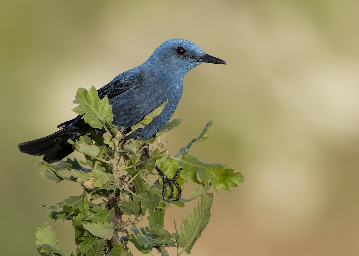 Blue Rock-Thrush - ML637861437