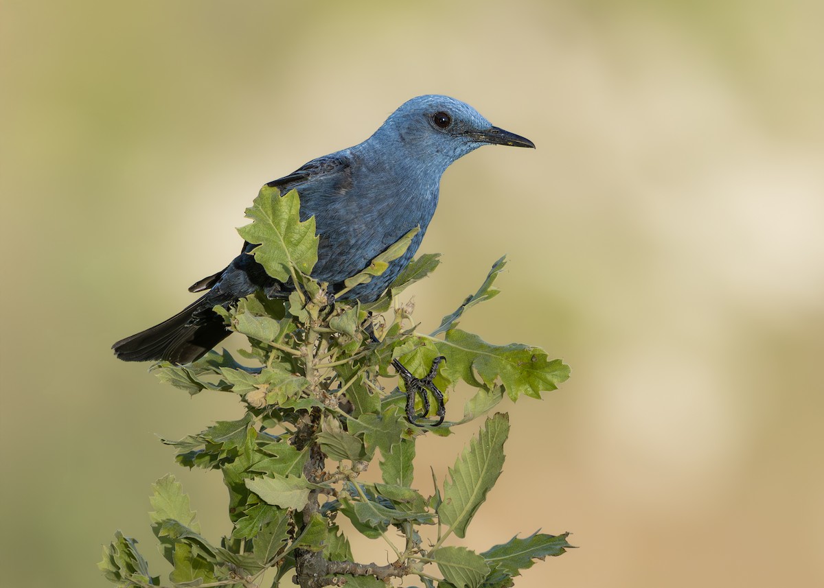 Blue Rock-Thrush - ML637861438
