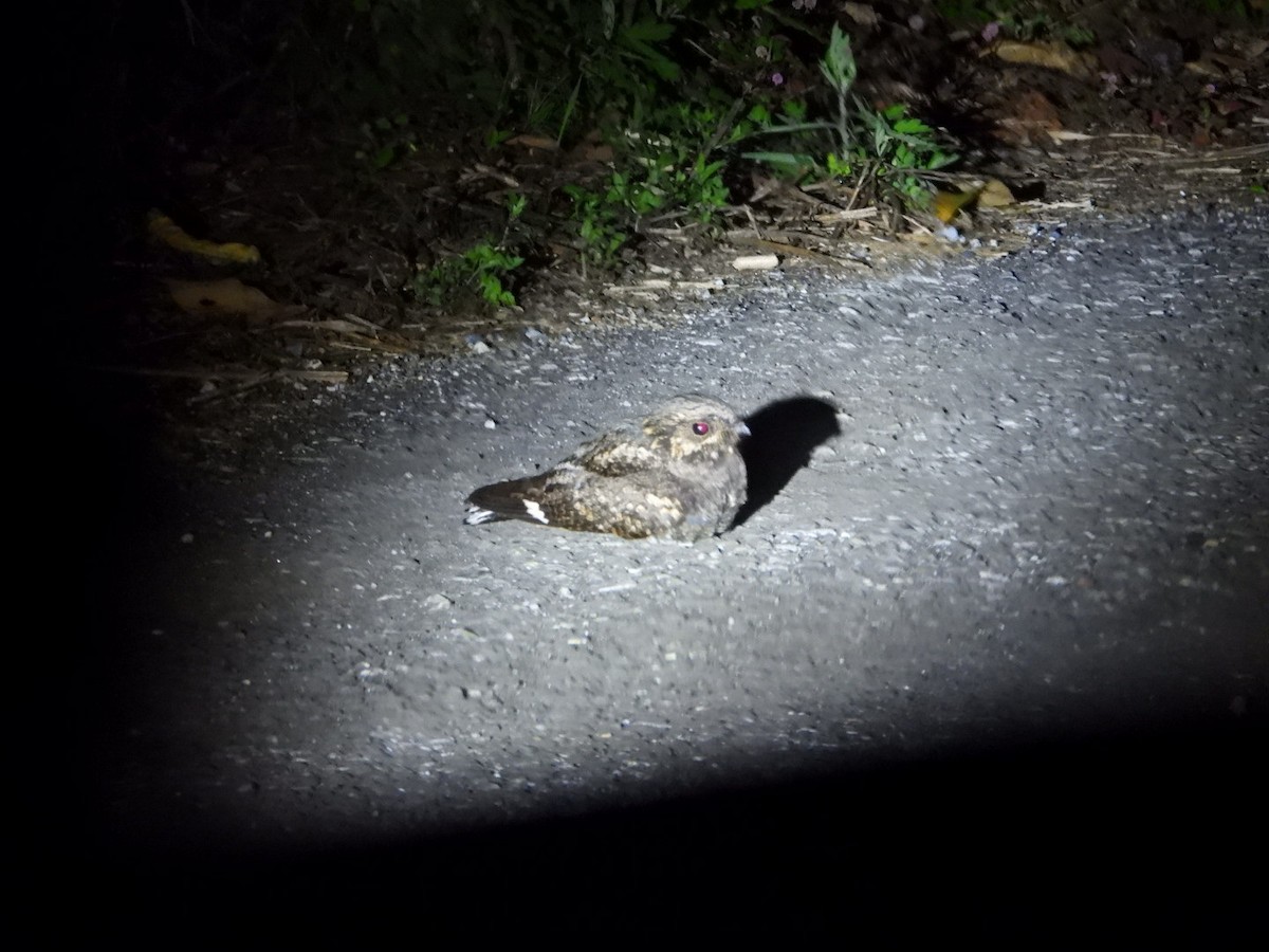 Gray Nightjar - ML637861450