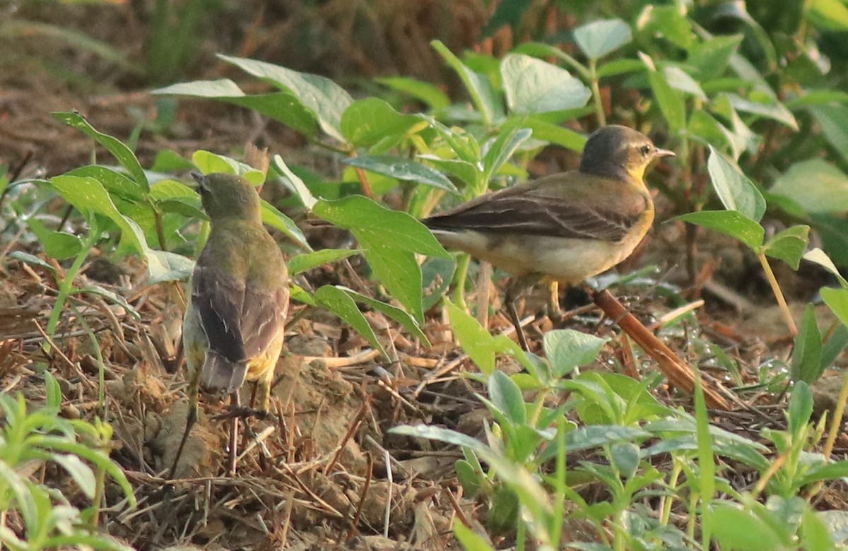 Western Yellow Wagtail - ML637861460