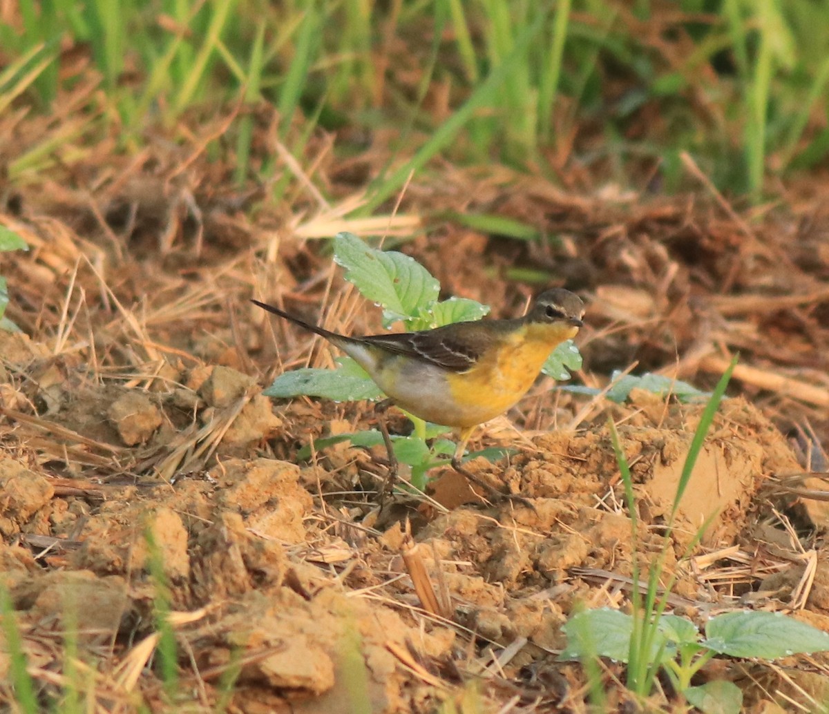 Western Yellow Wagtail - ML637861462