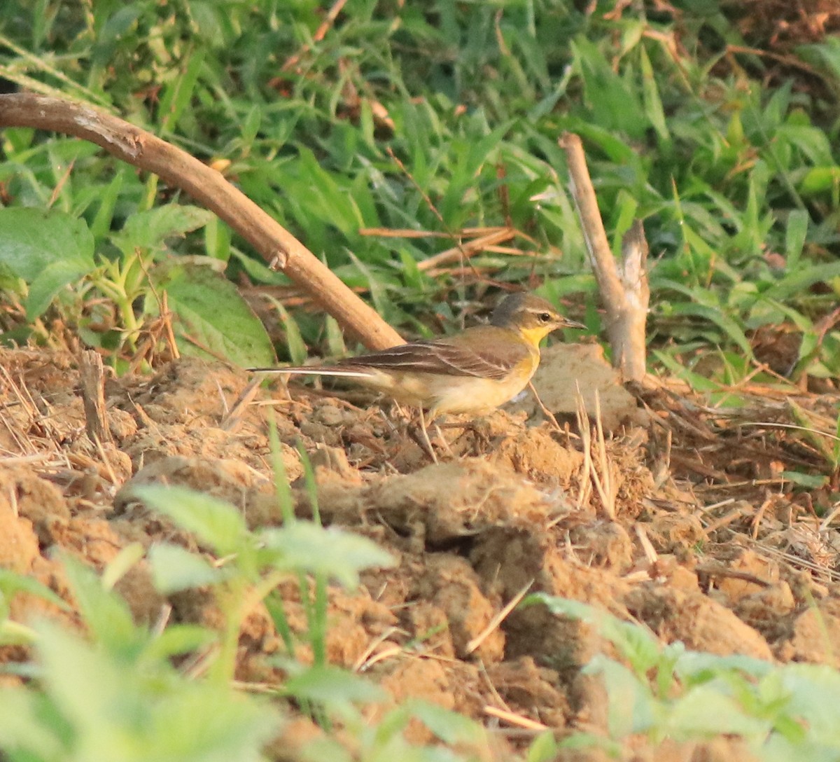 Western Yellow Wagtail - ML637861463