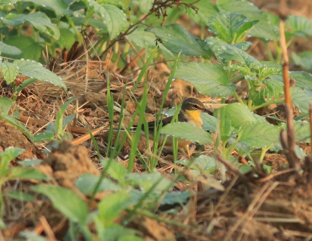 Western Yellow Wagtail - ML637861464