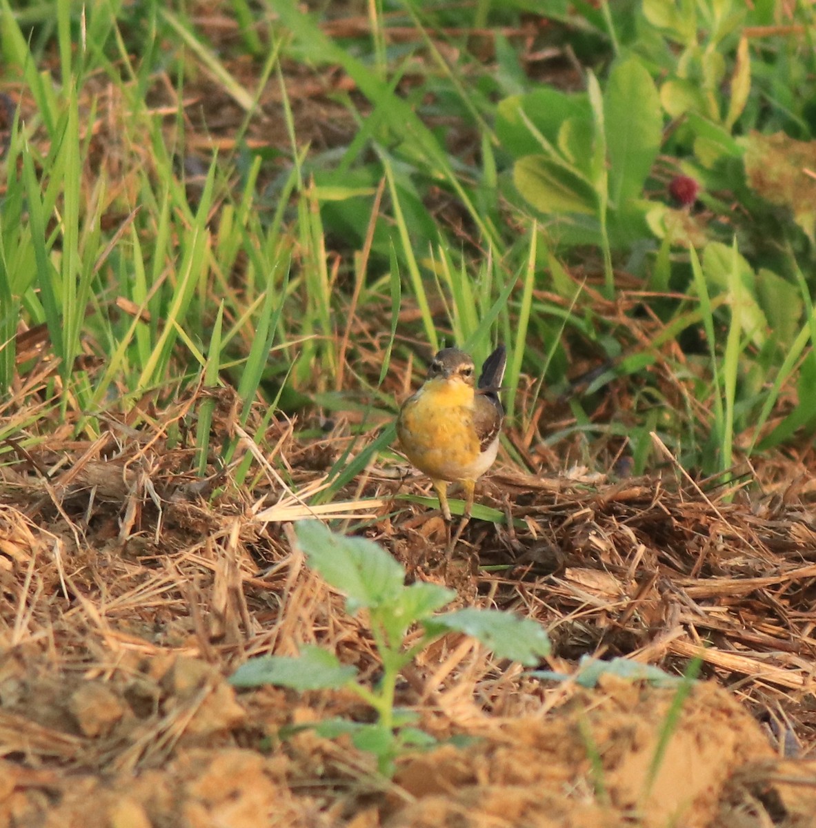 Western Yellow Wagtail - ML637861465