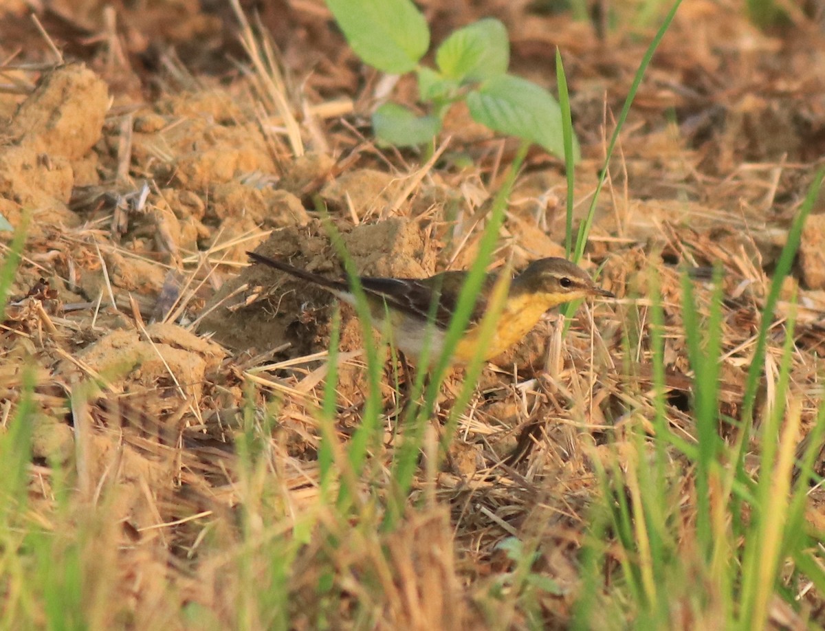 Western Yellow Wagtail - ML637861466