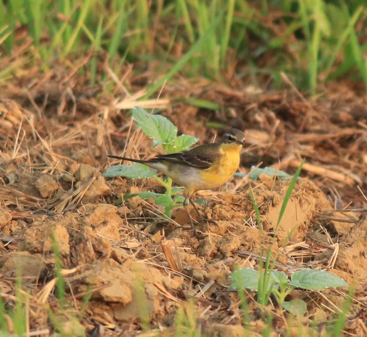 Western Yellow Wagtail - ML637861467