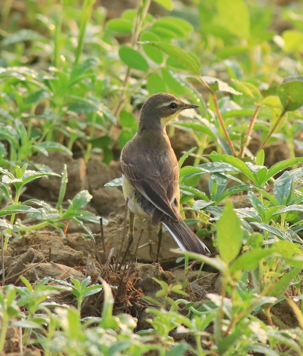 Western Yellow Wagtail - ML637861468