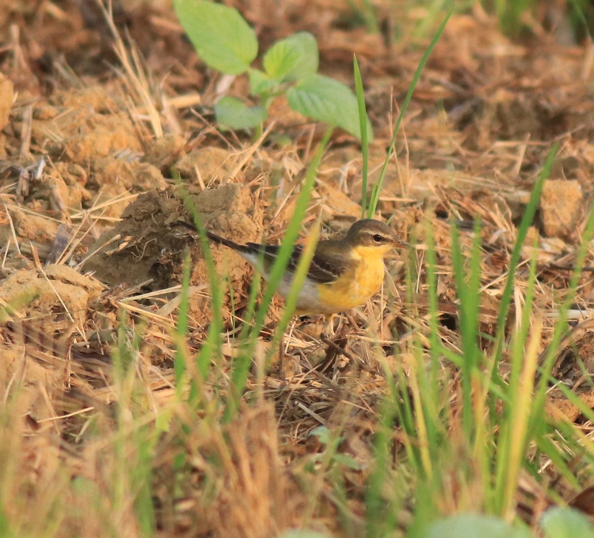 Western Yellow Wagtail - ML637861469