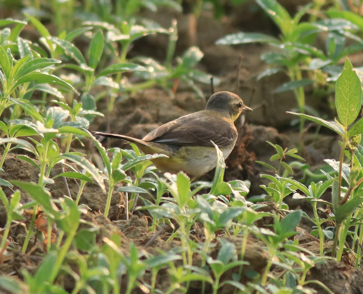 Western Yellow Wagtail - ML637861470