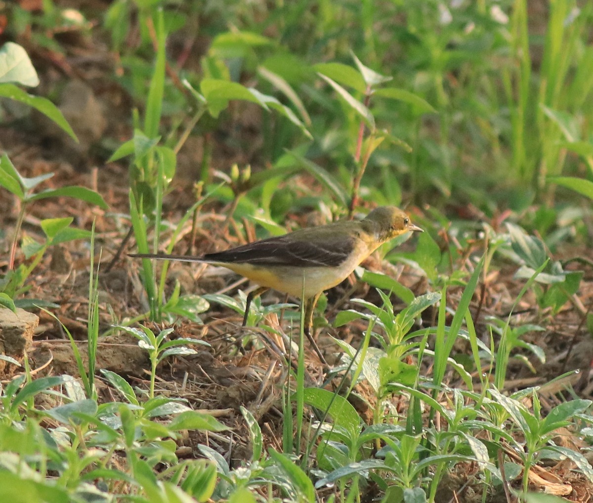 Western Yellow Wagtail - ML637861471