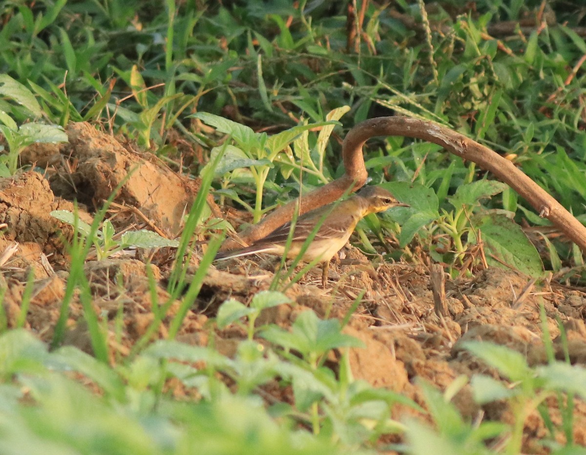 Western Yellow Wagtail - ML637861472