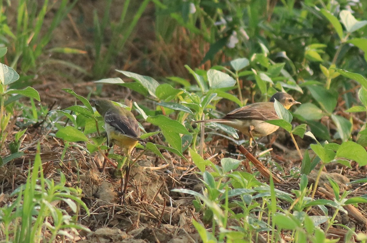 Western Yellow Wagtail - ML637861473