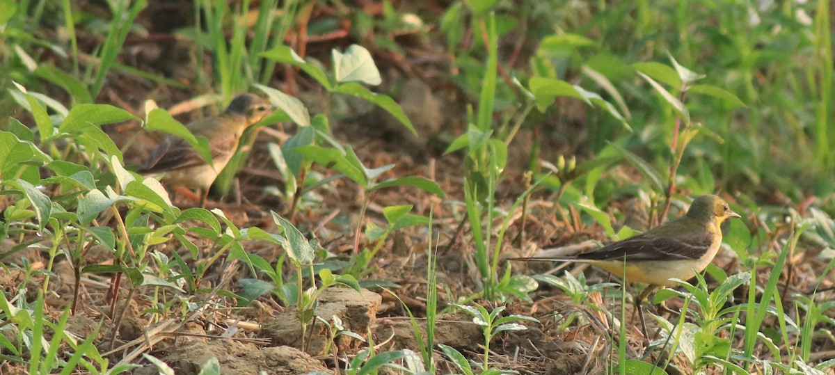 Western Yellow Wagtail - ML637861474