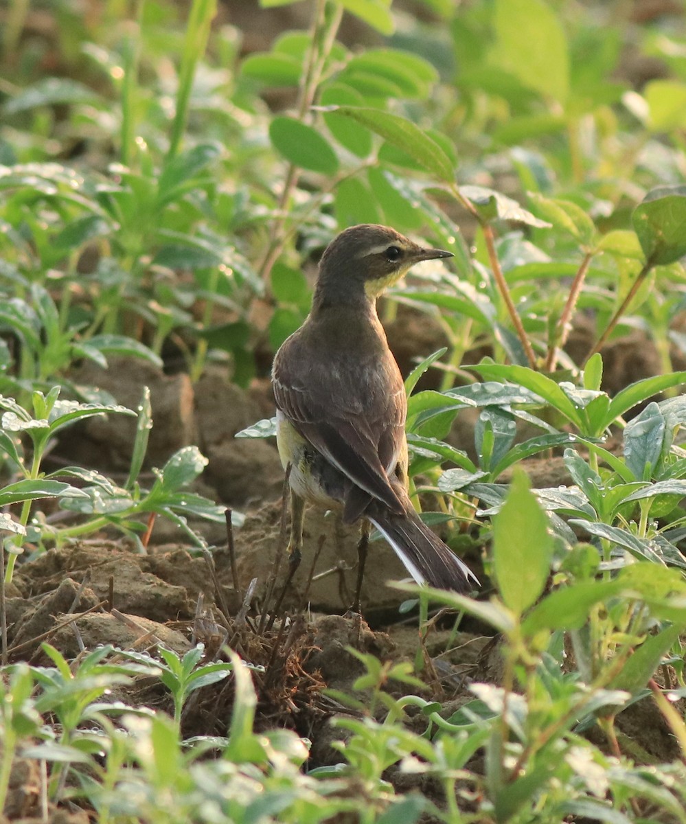 Western Yellow Wagtail - ML637861475