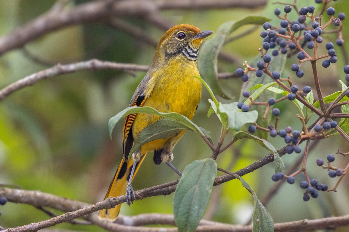 Chestnut-tailed Minla - ML637861496