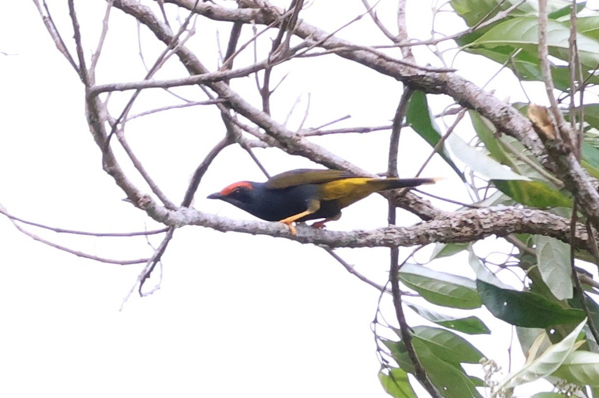 Fiery-browed Myna - ML637861525