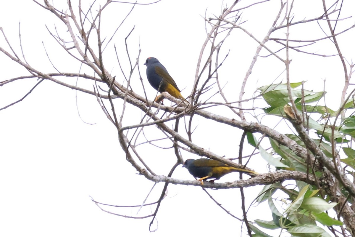 Fiery-browed Myna - ML637861526