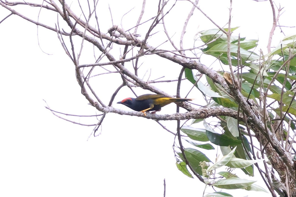 Fiery-browed Myna - ML637861527