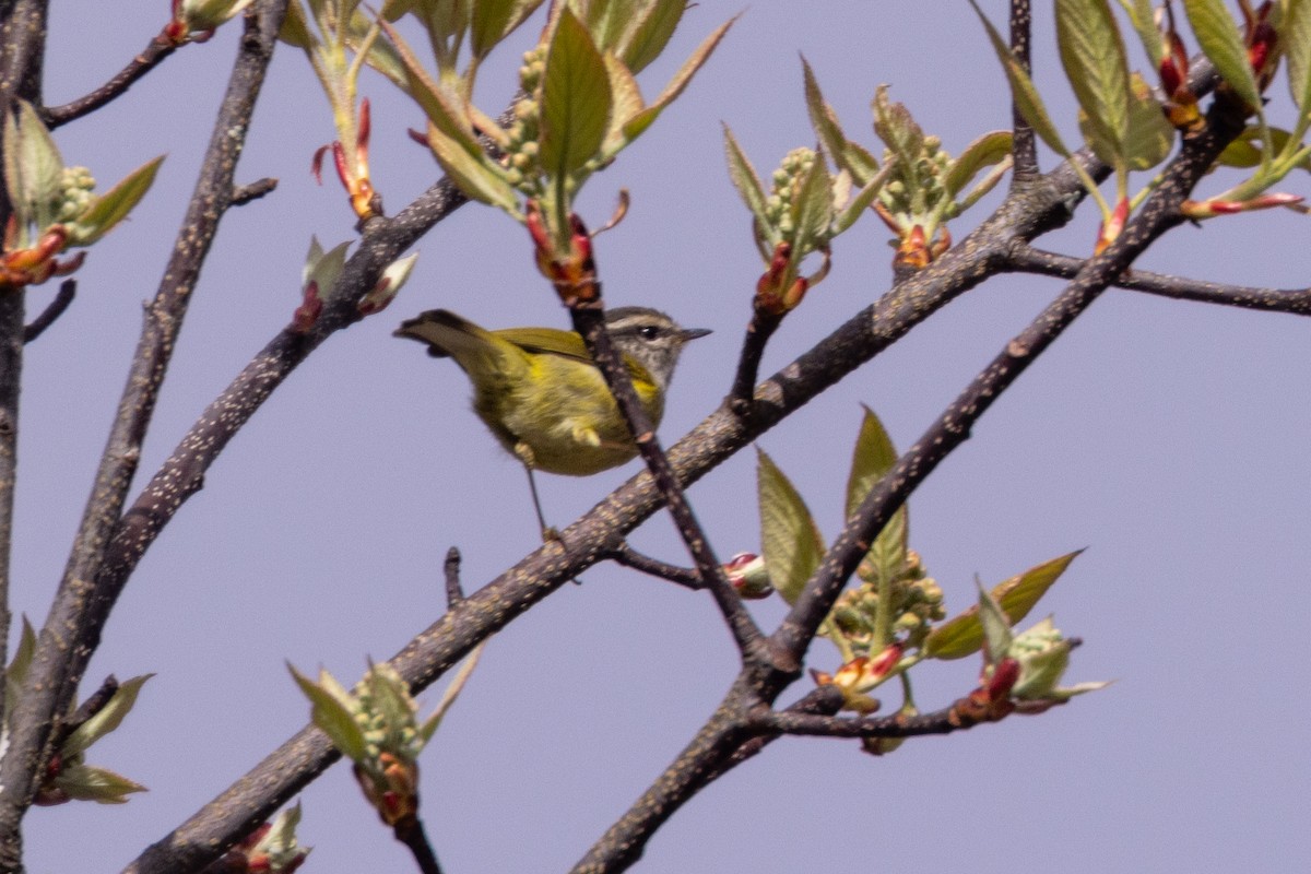 Ashy-throated Warbler - ML637861534