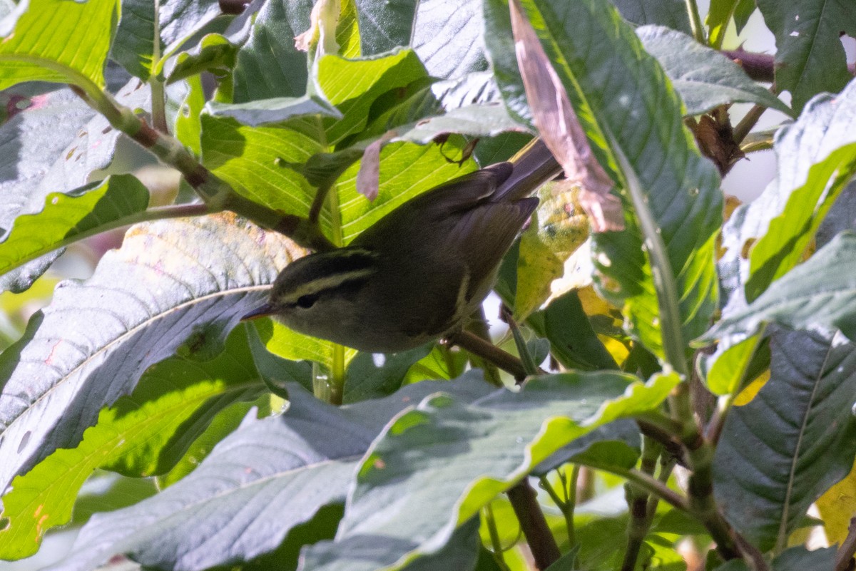 Ashy-throated Warbler - ML637861535