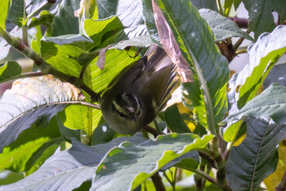 Ashy-throated Warbler - ML637861536