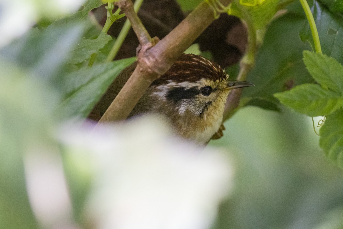 Rufous-winged Fulvetta - ML637861545