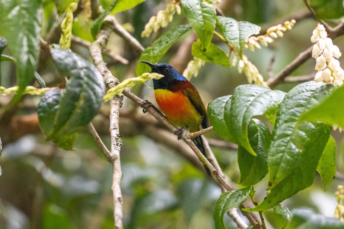 Green-tailed Sunbird (Doi Inthanon) - ML637861555