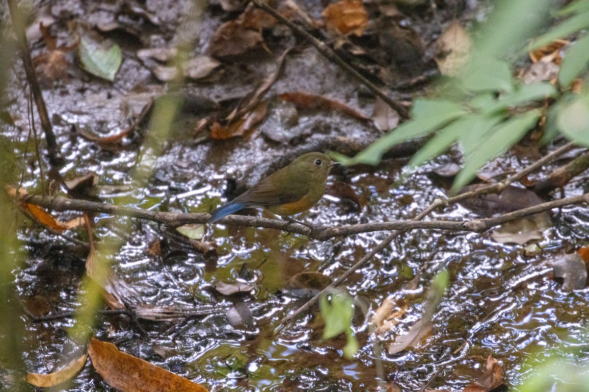 Himalayan Bluetail - ML637861566