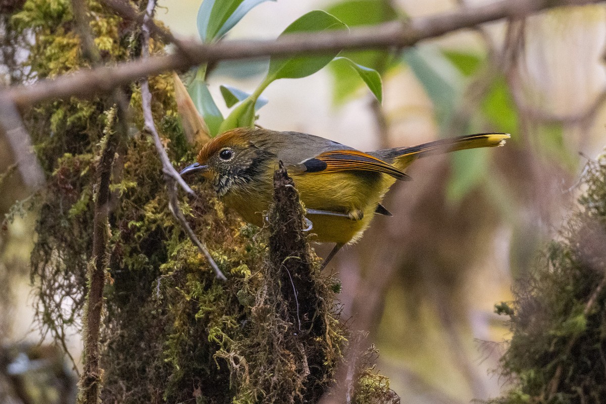 Chestnut-tailed Minla - ML637861571