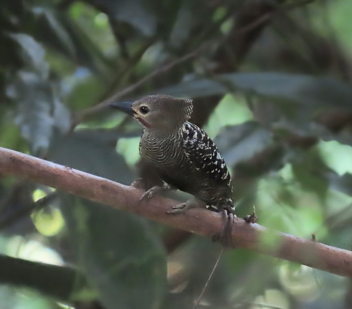 Buff-rumped Woodpecker - ML637861650