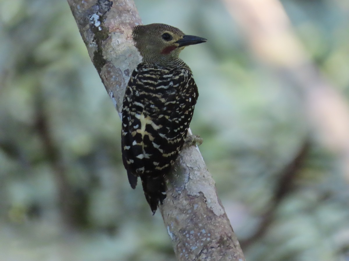 Buff-rumped Woodpecker - ML637861651