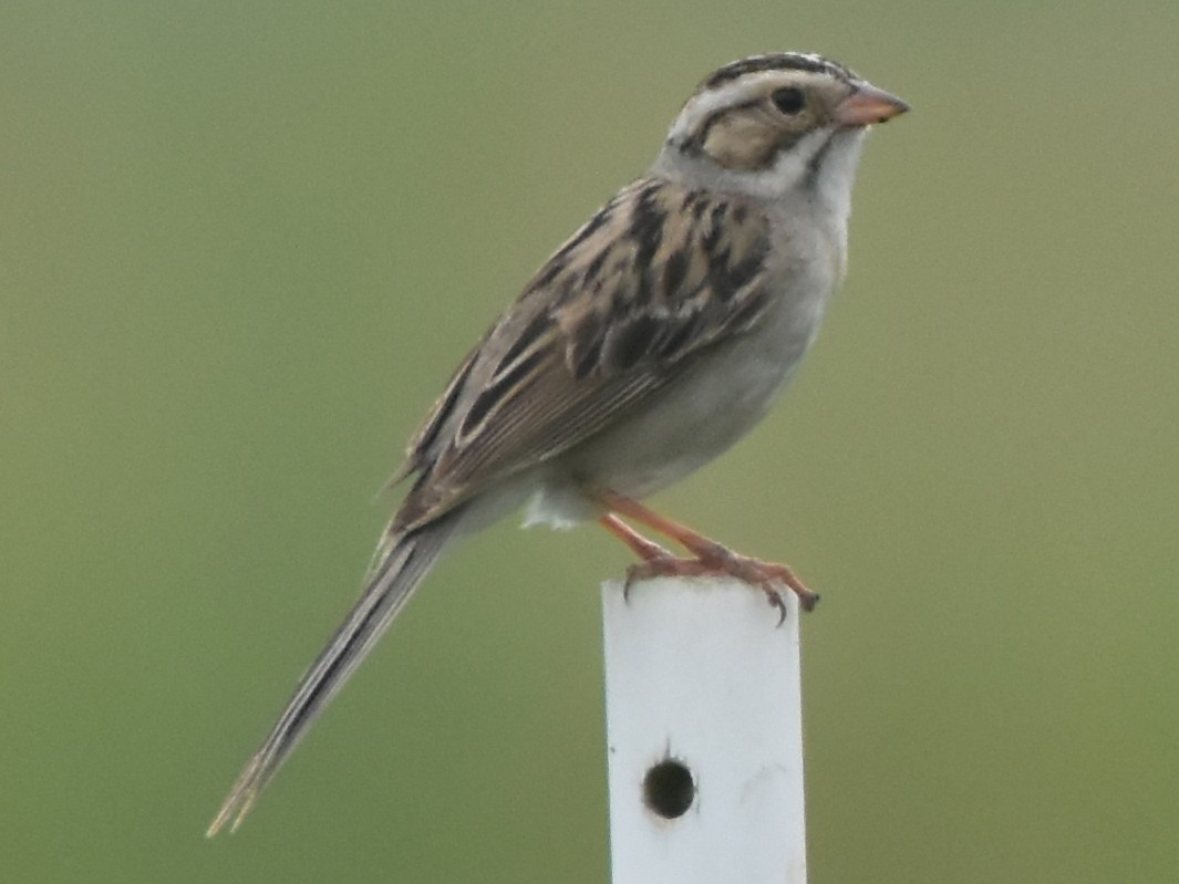 Clay-colored Sparrow - ML637861677