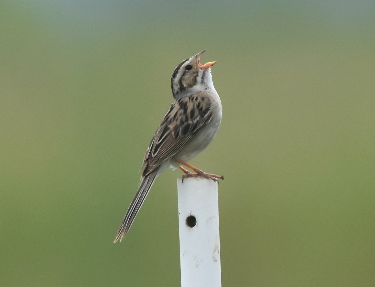 Clay-colored Sparrow - ML637861678