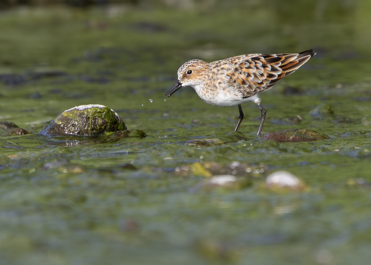 dvergsnipe - ML637861680