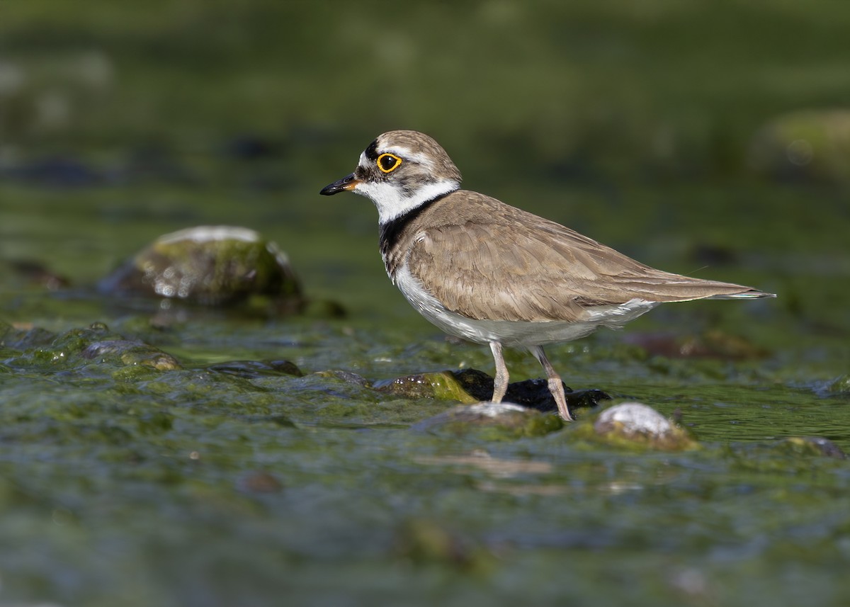 Little Ringed Plover (curonicus) - ML637861681