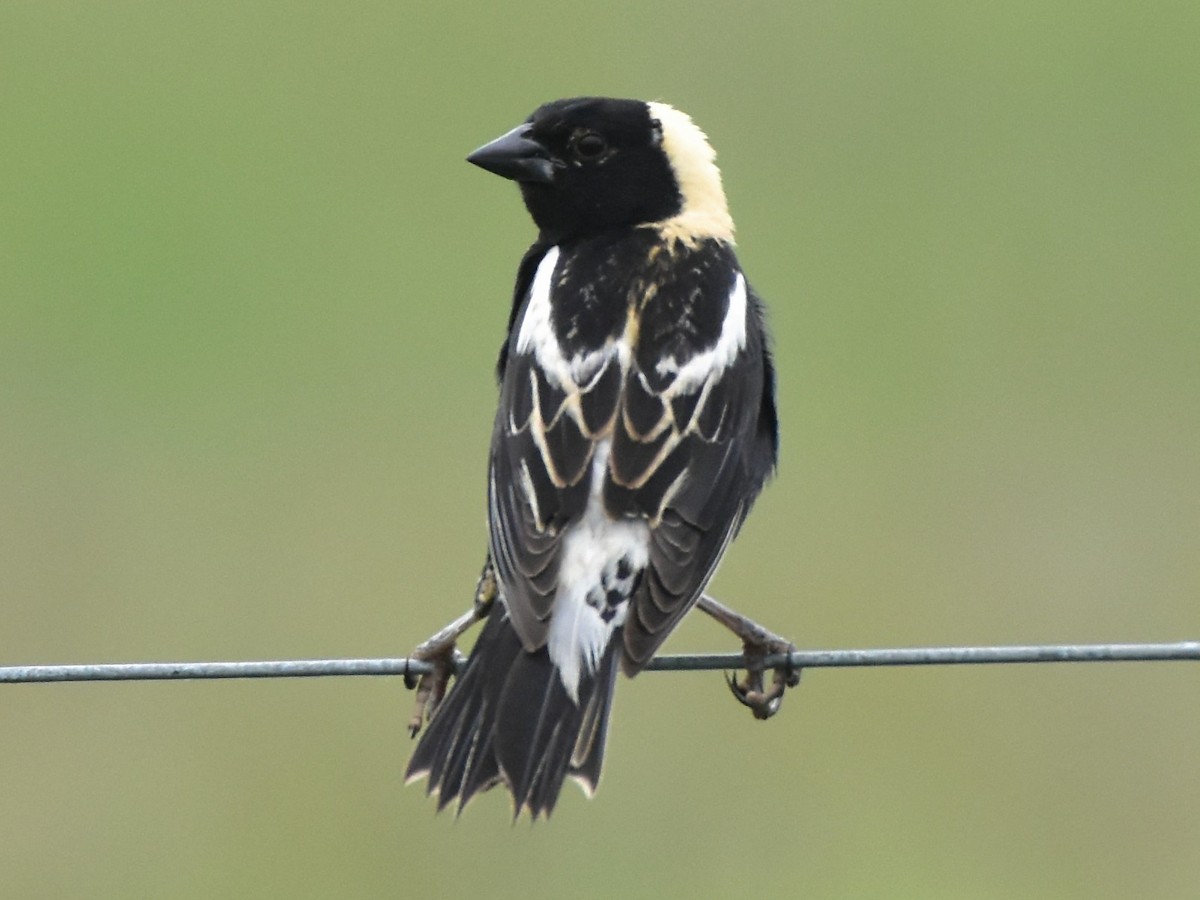 Bobolink - ML637861682