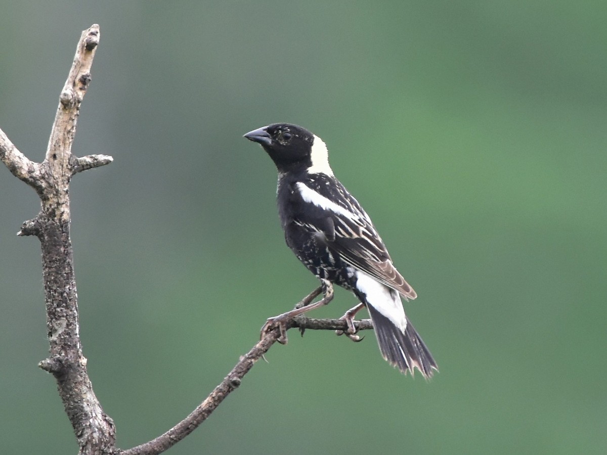 Bobolink - ML637861683