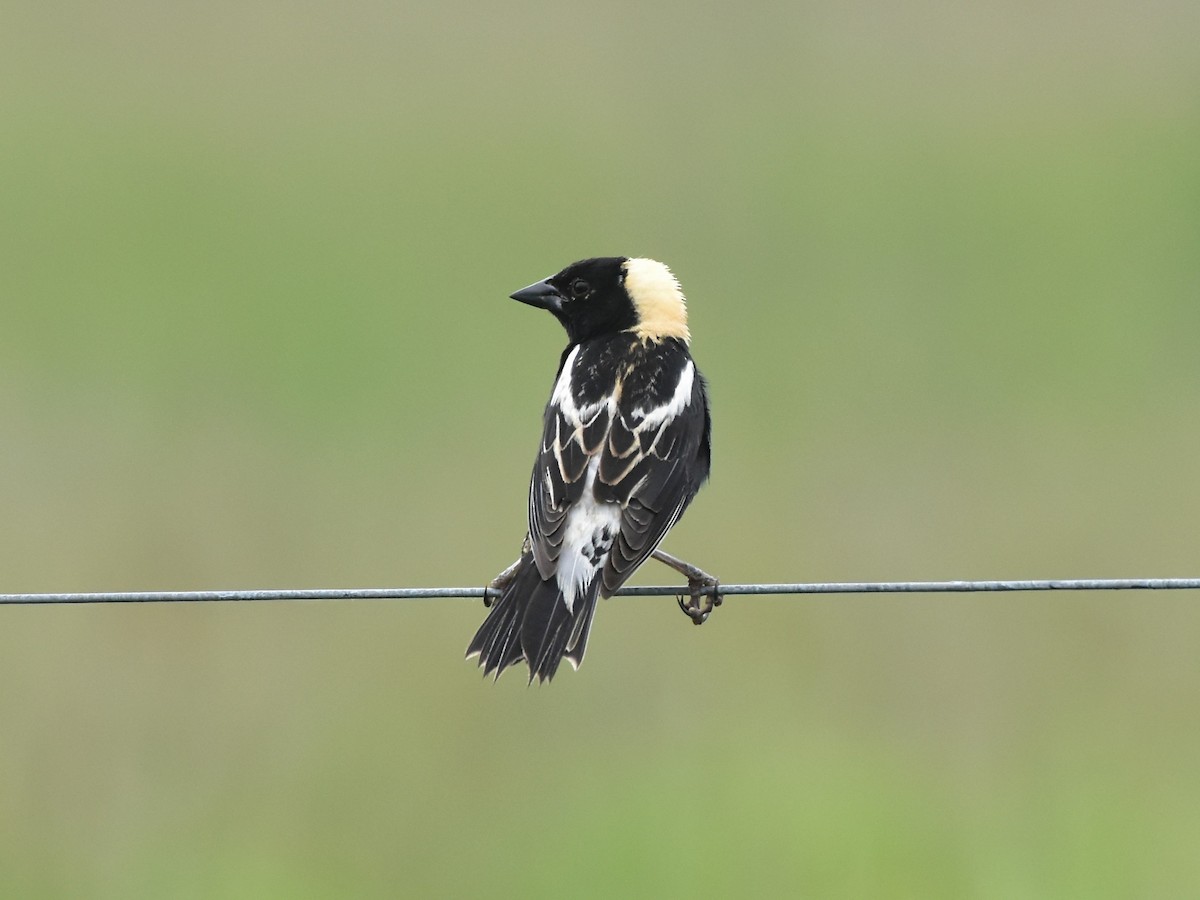 Bobolink - ML637861684