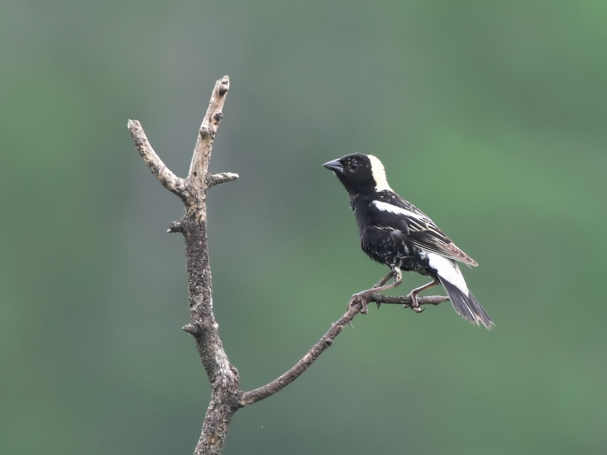 Bobolink - ML637861685